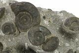 Plate of Devonian Ammonite Fossils - Morocco #291028-1